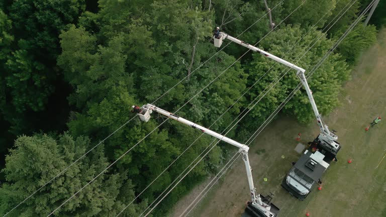 Best Hazardous Tree Removal  in Beecher, IL